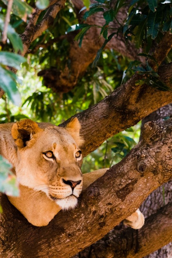 A cute wild lioness on the tree in the forest