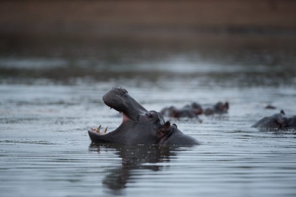 A huge hippo in the lake with a wide mouth open